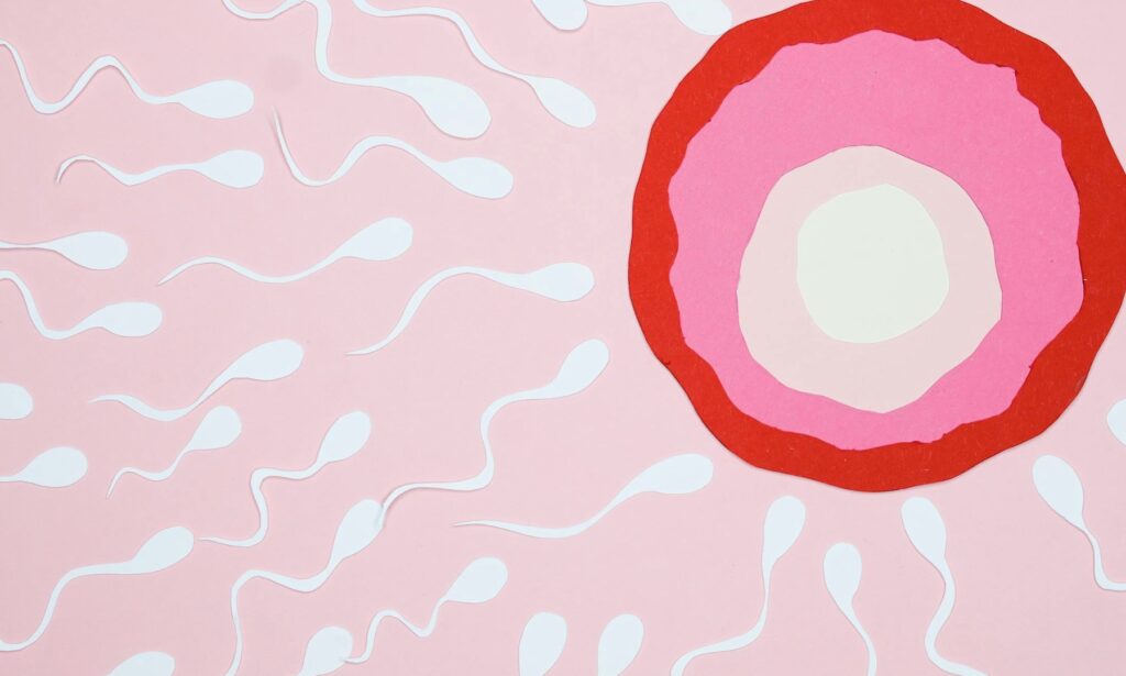 냉동난자01