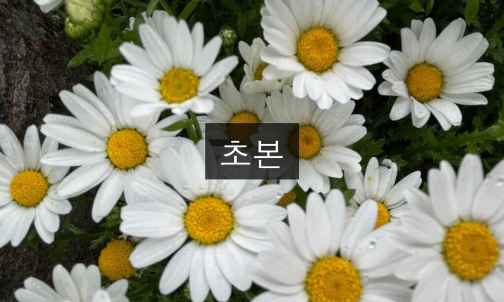 초본 발급 완벽 가이드 | 5분 셀프 발급법